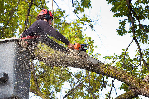 Reliable Mooresville, NC Tree Care  Solutions